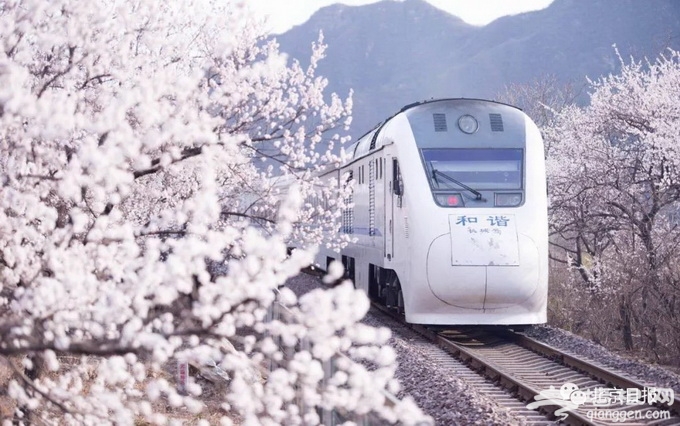 明年春，北京昌平“花海列车”新增观景平台[墙根网]