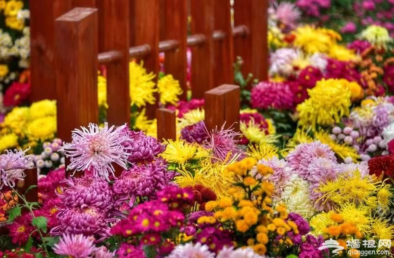 2018上海菊花展进入最佳观赏期 20万盆菊花绚丽绽放[墙根网]