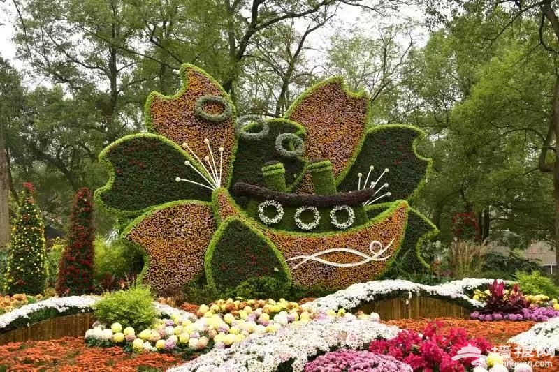 2018上海菊花展进入最佳观赏期 20万盆菊花绚丽绽放[墙根网]