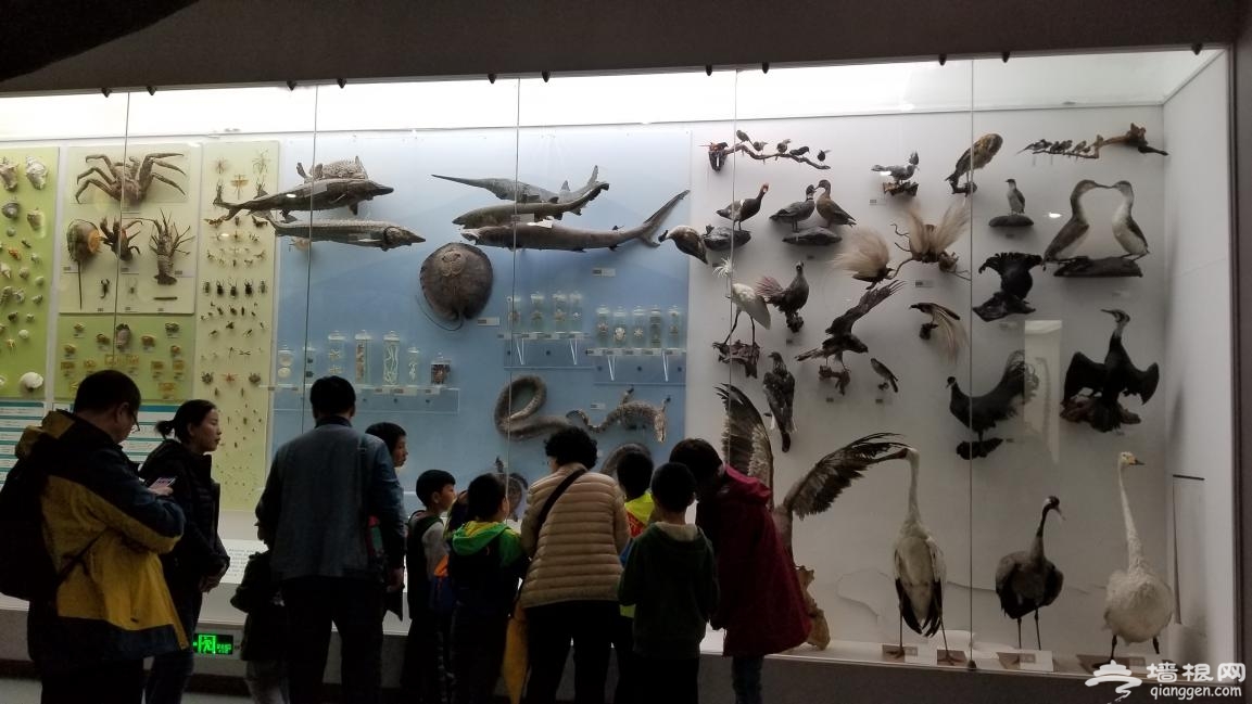 北京自然博物馆一日游，其实大人也应该来看看[墙根网]