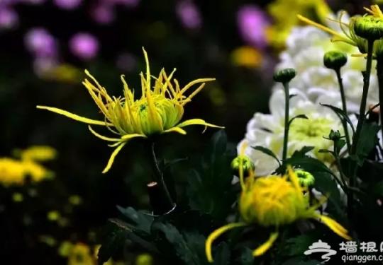 2019中国菊花展时间+地点+门票