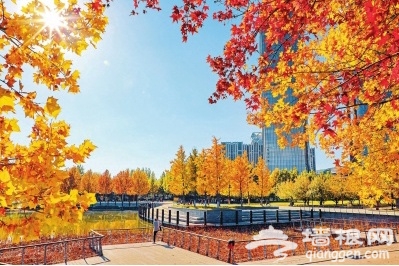 初冬时节，大望京公园里彩叶随风飘落，格外美丽