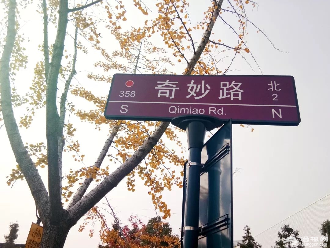 上海国际旅游度假区网红银杏大道美到爆 一起来打卡