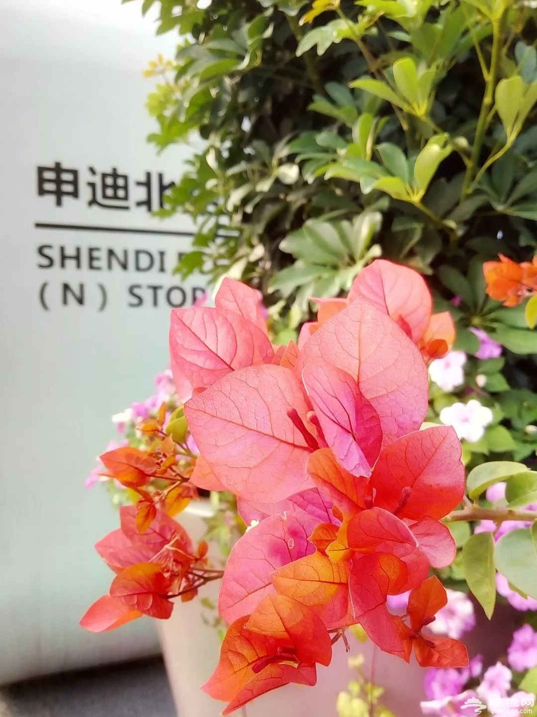 上海国际旅游度假区网红银杏大道美到爆 一起来打卡