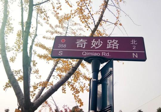上海国际旅游度假区网红银杏大道美到爆 一起来打卡