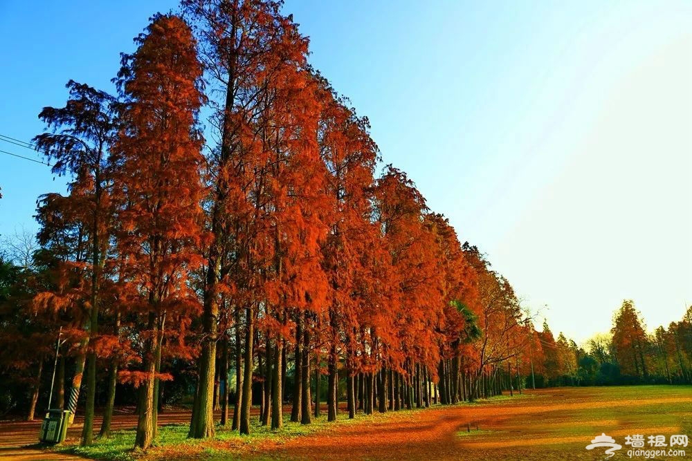 小众而惊艳 上海最美水杉观赏地大盘点 (图)