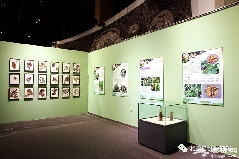北京自然博物馆“自然广西”展览时间、门票预约[墙根网]