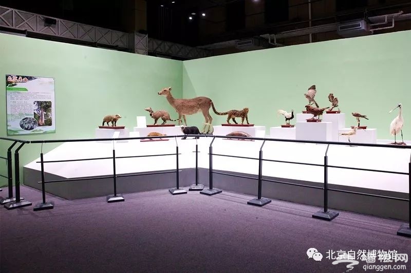北京自然博物馆“自然广西”展览时间、门票预约[墙根网]