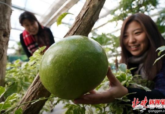 北京丰台南宫五洲植物园内 树上结出“铁西瓜”引众多游客驻足