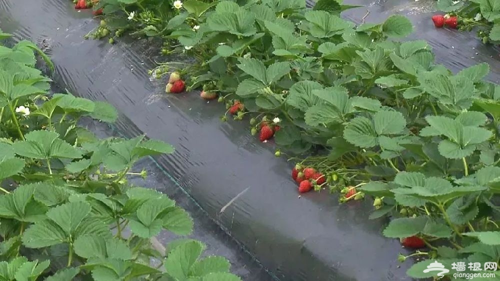 上海嘉定草莓采摘园推荐、价格[墙根网]