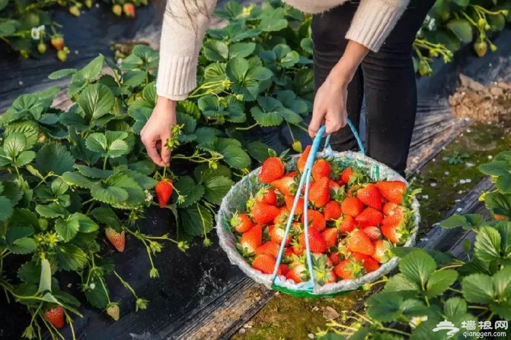 上海嘉定草莓采摘园推荐、价格[墙根网]