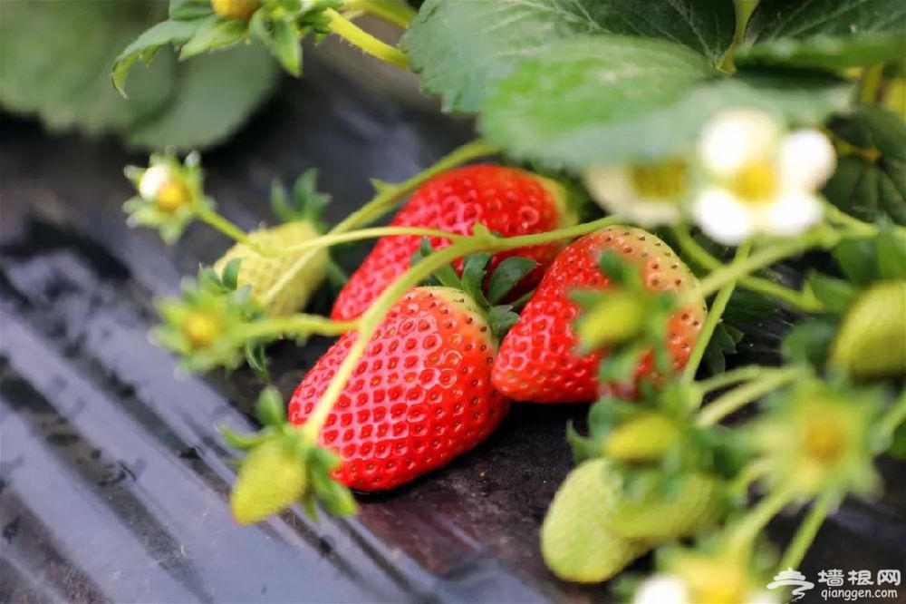 上海嘉定草莓采摘园推荐、价格