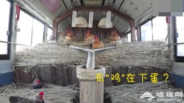 天津公交车上“养鸡”？乘车还能得鸡蛋？市民：感谢支付宝[墙根网]