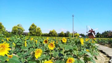 广州花都香草世界2018圣诞节篝火狂欢舞会[墙根网]