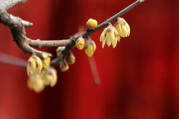 北京最美腊梅观赏地图来了，寻找帝都最早的春意！[墙根网]