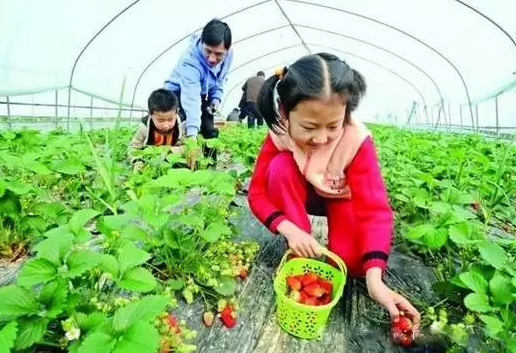 2019石家庄元旦采摘好去处[墙根网]