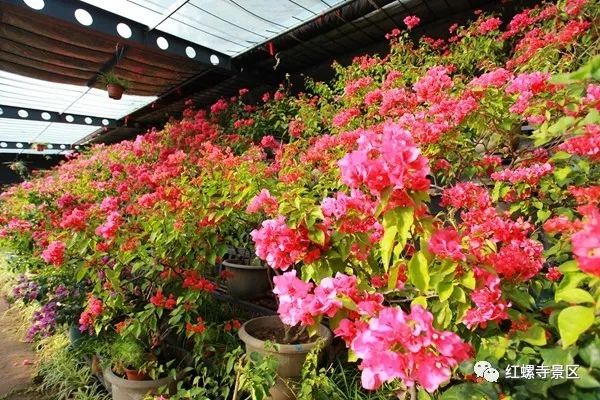 2019北京红螺寺元旦迎新祈福活动时间及交通详情