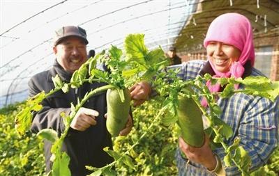 天津市西青区辛口镇举办第11届沙窝萝卜节