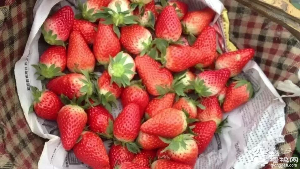 上海闵行区草莓采摘园推荐[墙根网]