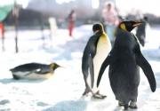 六只南極企鵝“小住”北京陶然亭公園：住進玻璃房 白雪當床鋪