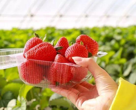 海淀百旺农业种植园，上榜第五届北京草莓之星[墙根网]