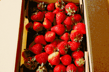 海淀這家采摘園的草莓個兒大香甜，不來后悔一整年！