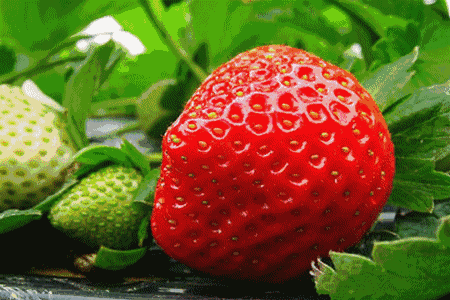 海淀这家采摘园的草莓个儿大香甜，不来后悔一整年！[墙根网]