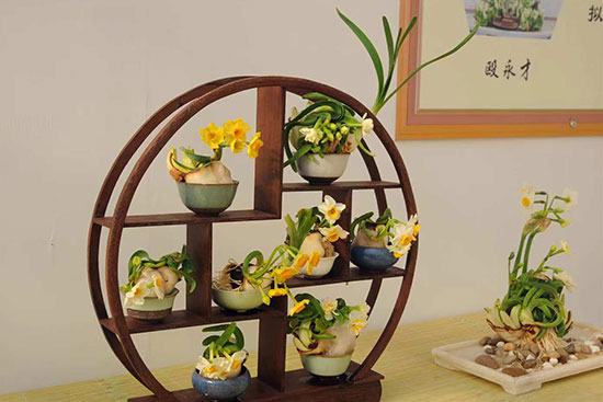 “凌波仙子”再临花卉大观园：水仙花情 缘聚北京[墙根网]