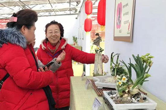 “凌波仙子”再临花卉大观园：水仙花情 缘聚北京[墙根网]