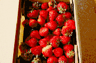 海淀這家采摘園的草莓個兒大香甜，不來后悔一整年！
