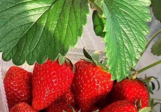 海淀百旺農業種植園，上榜第五屆北京草莓之星