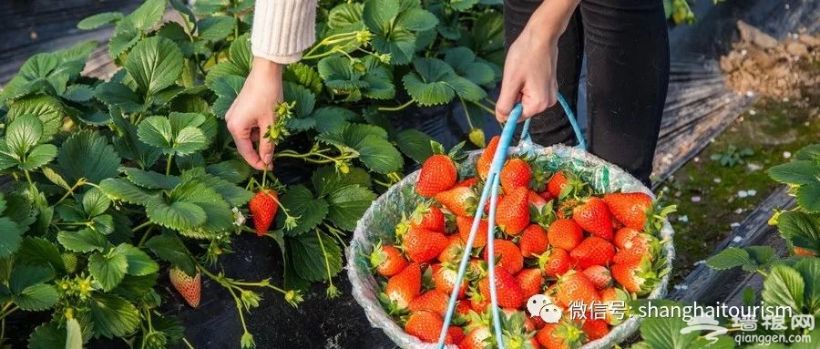 冬天才是吃草莓的季节啊！上海各区采摘地指南[墙根网]