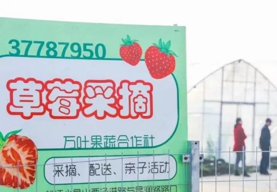 冬天才是吃草莓的季节啊！上海各区采摘地指南