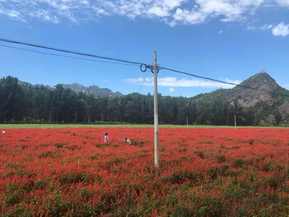 《2019年北京旅行时间表》出炉！一整年去哪玩不用愁了！[墙根网]