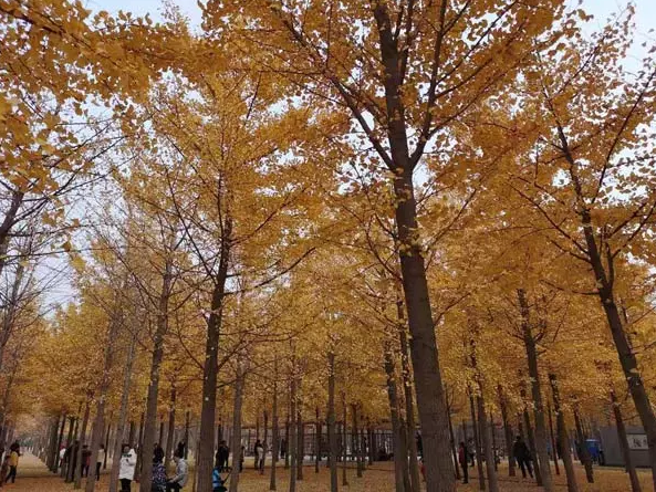 《2019年北京旅行时间表》出炉！一整年去哪玩不用愁了！[墙根网]