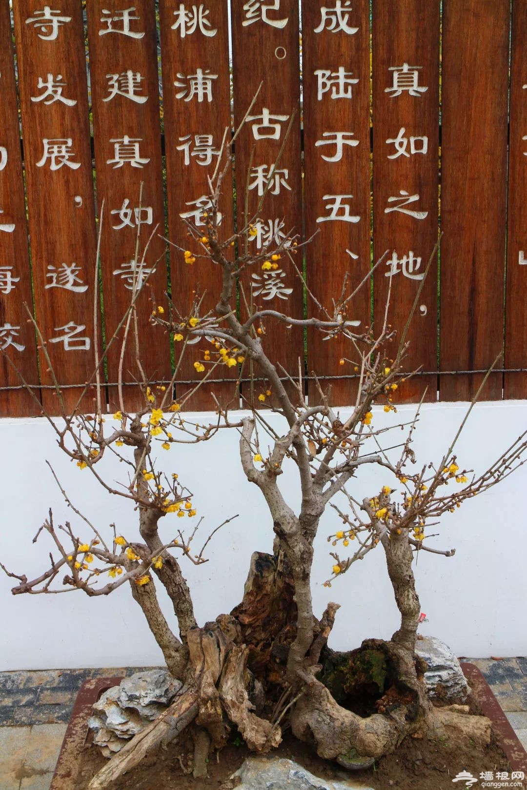 蜡梅是梅花吗?2019年上海去哪看腊梅[墙根网]