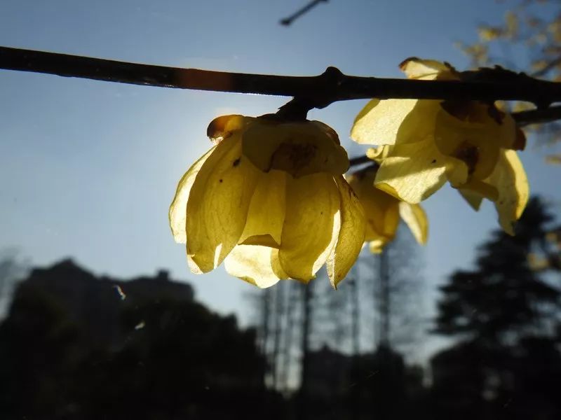 蜡梅是梅花吗?2019年上海去哪看腊梅[墙根网]