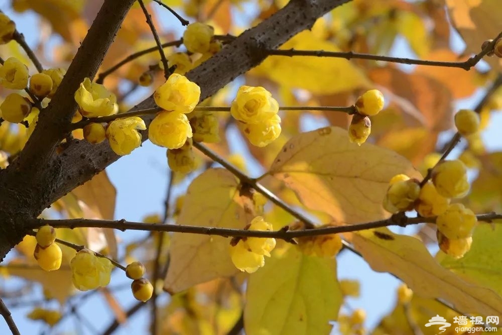 蜡梅是梅花吗?2019年上海去哪看腊梅[墙根网]