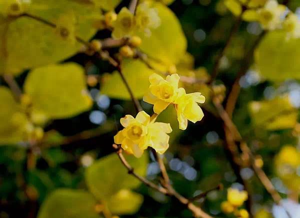 蜡梅是梅花吗?2019年上海去哪看腊梅[墙根网]