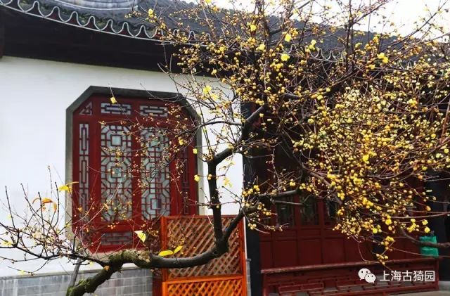 蜡梅是梅花吗?2019年上海去哪看腊梅[墙根网]