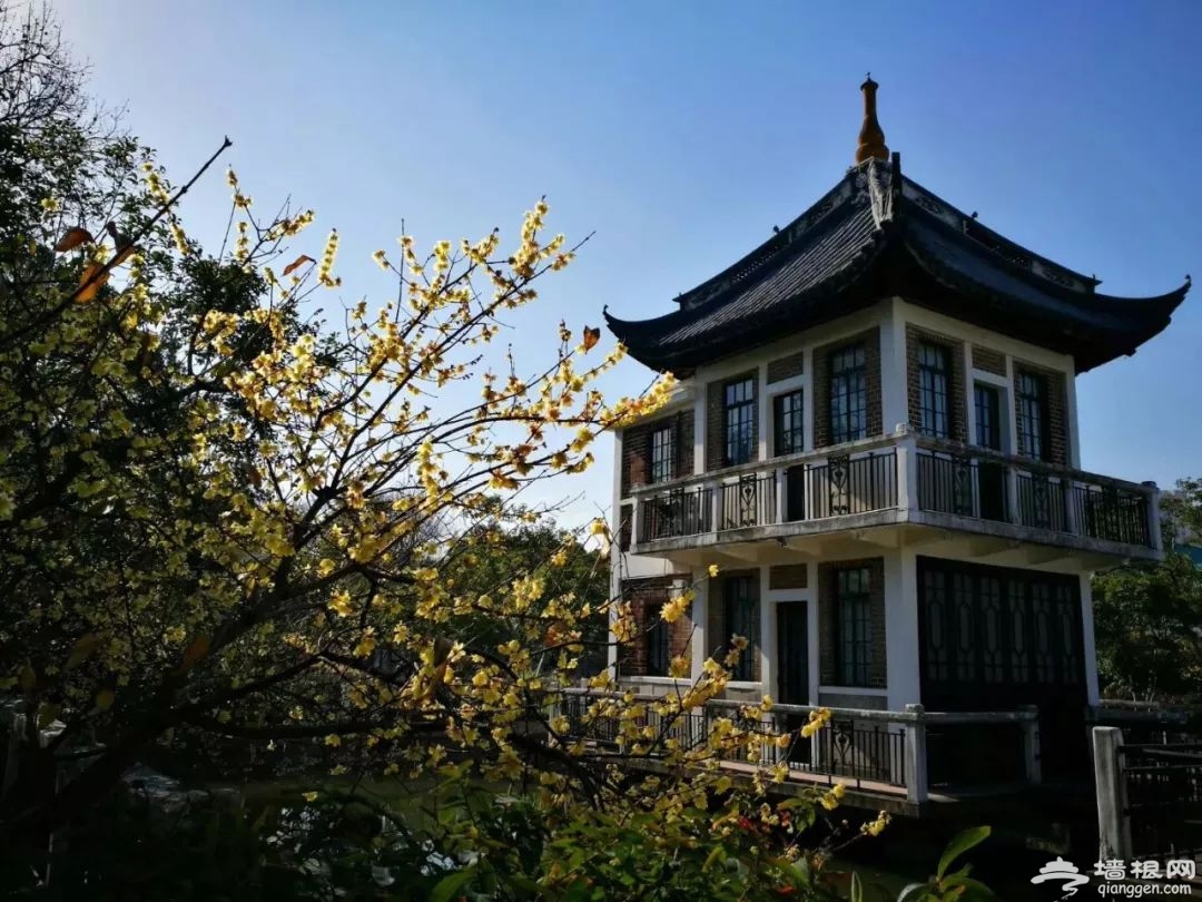 蜡梅是梅花吗?2019年上海去哪看腊梅[墙根网]