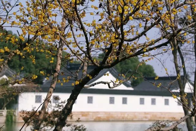 蜡梅是梅花吗?2019年上海去哪看腊梅[墙根网]