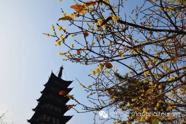 蜡梅是梅花吗?2019年上海去哪看腊梅[墙根网]