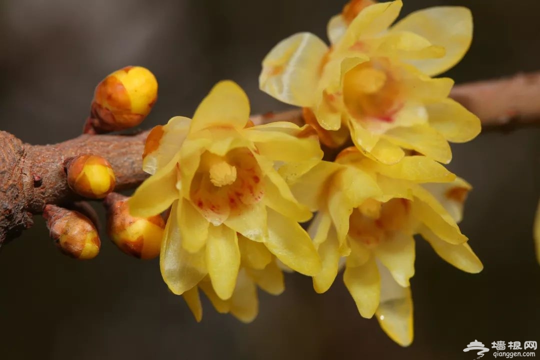 蜡梅是梅花吗?2019年上海去哪看腊梅[墙根网]