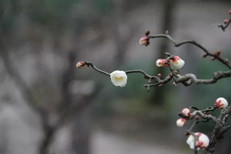 上海植物园梅花早花品种开放 又到一年赏梅时