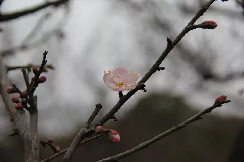 上海植物园梅花早花品种开放 又到一年赏梅时[墙根网]