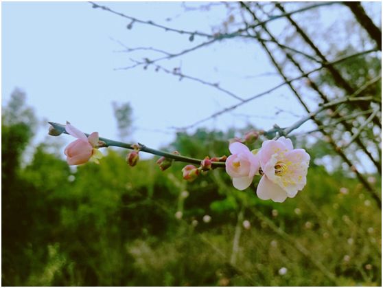 广州去哪赏梅花？2019广州白云山明珠楼梅花谷赏花攻略[墙根网]