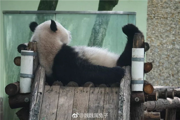 上海动物园网红大熊猫“星二”下周回成都 馆舍将改建迎新的大熊猫[墙根网]