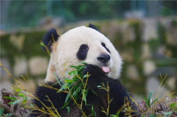 上海动物园网红大熊猫“星二”下周回成都 馆舍将改建迎新的大熊猫[墙根网]