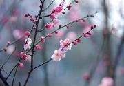 冬季去赏花 北京冬天赏梅攻略